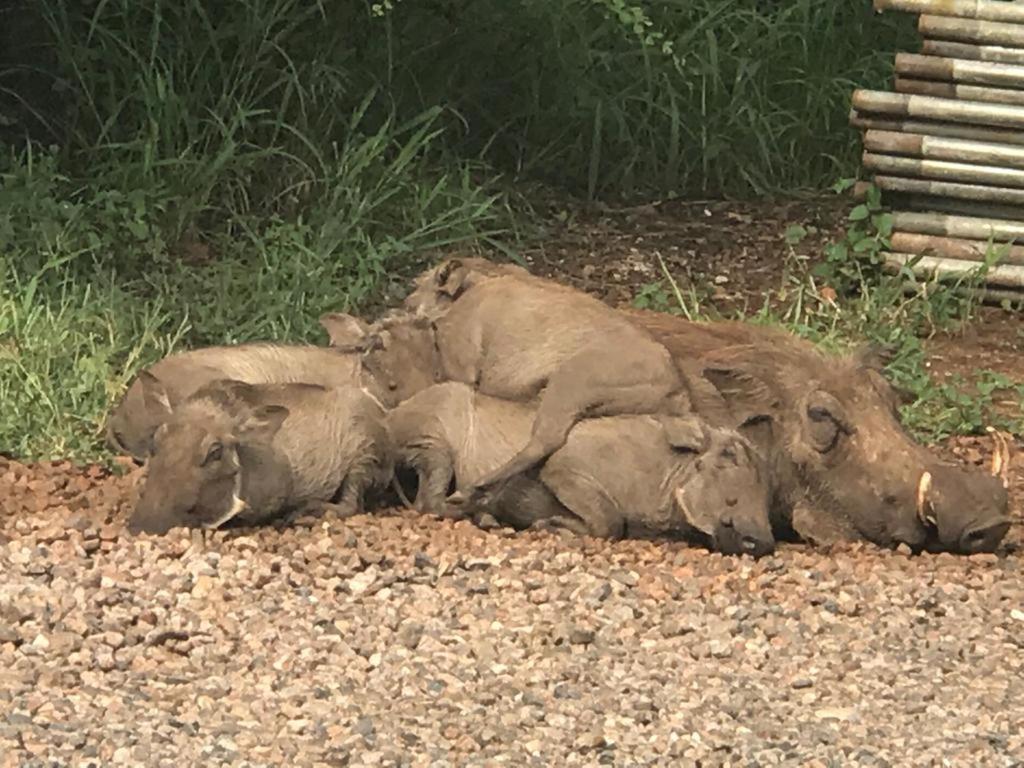 515 On Warthog By The River Marloth Park Exterior foto